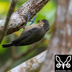 木の枝にぶらさがって小さな虫を捕まえているようでした。