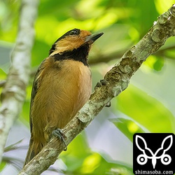 親鳥たちはカラスやツミを常に警戒しています。