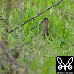 上の個体から10メートルほど離れてもう1羽。こちらはタシギ。