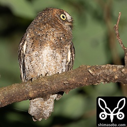 上と同個体。ほかのオス個体が来るとすかさず追い払っていました。