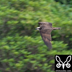 夕方、毎日のように同じ田んぼに水浴びにくるミサゴ。