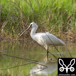 クロツラヘラサギの若い個体。