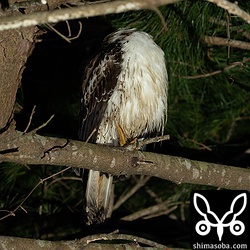 こちらはコノハズクの繁殖確認をしていたら見つけたカンムリワシ幼鳥。