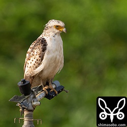 サトウキビ畑のスプリンクラーにカンムリワシの幼鳥。