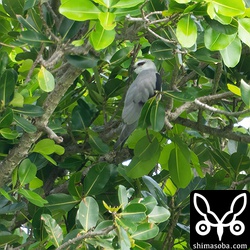 こちらのカタグロトビも繁殖開始のようです。