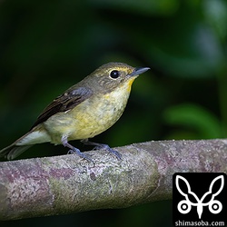 私に気付いて警戒するリュウキュウキビタキ。