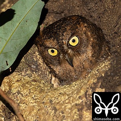 オスのリュウキュウコノハズクが巣穴から顔をのぞかせています。すぐそばにはメスが止まっていました。