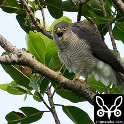 カラスに向けて警戒を発するリュウキュウツミのメス。左足に骨折した跡があるので `昨年、一昨年と同じ個体 <https://shimasoba.com/blog/1417/>`_ です。