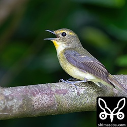 さえずるリュウキュウキビタキ。