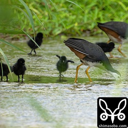 写真には写っていませんが、ヒナは6羽いました。