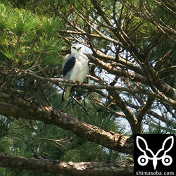 自宅近くで見つけたカタグロトビ。繁殖に期待です。