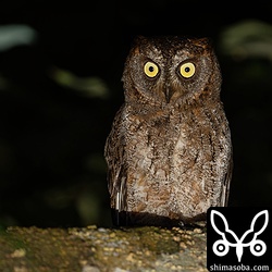 上のオスとペアのメス。巣穴から鳴くオスの近くでたたずんでいました。オスのさえずりを品定めしているのでしょうか。^^