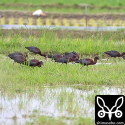 群れで同じ方向に歩きながら採餌していました。日本とは思えない光景です…。^^;