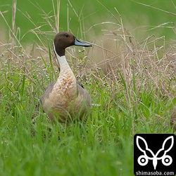 オナガガモはすでに島には残っていませんが、この個体はなぜかカルガモたちと行動を共にしています。