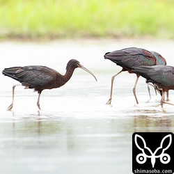 左の個体は旧羽が見えており、顔つきも幼いので若いブロンズトキと思われます。