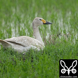 コハクチョウは田んぼを転々としながら3カ月の滞在。