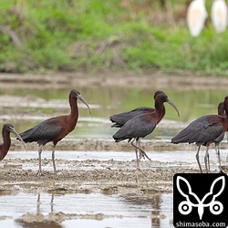 カタグロトビが上空を飛んで警戒しています。