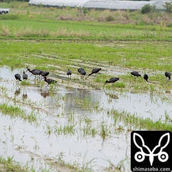 19羽のブロンズトキが写っています。