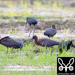 近くで農作業をしている人がいても気にしないようでした。