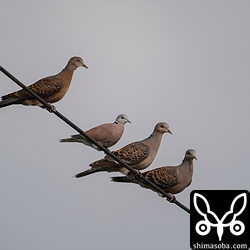 ベニバトのオス。キジバトより二回りは小さいですね。