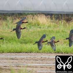一番左の個体は、他の個体に比べると鮮やかさにかけるので若い個体と思われます。