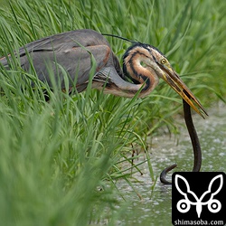 タウナギを捕まえたムラサキサギ。