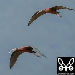 ブロンズトキは飛んでる姿も美しいです。