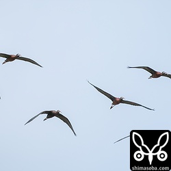 こちらは左から3羽目が若い個体。