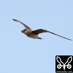 このツバメチドリはハナムグリの仲間をくわえています。