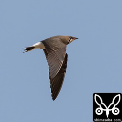 目の前を飛び回るツバメチドリ。