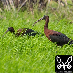 背が高くなってきた水稲の間を歩きながら餌を探していました。