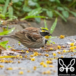 公園内の通路でセンダングサの種子を食っていました。