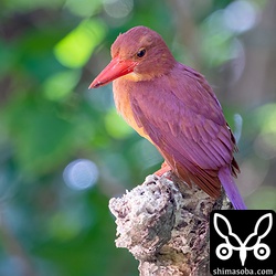 海岸林を移動しながら獲物探し。