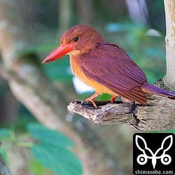 アカショウビンが獲物を捕まえる場面も何度かありましたが、暗い環境なのでよく見えず…。^^;