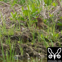 ムネアカタヒバリは数羽がいましたが、警戒心が強くてなかなか手強い。
