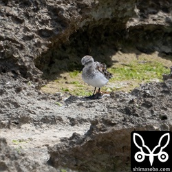 トウネンもやってきました。温められた石灰岩で大気が揺らぎピントが合いません…。^^;