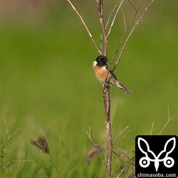 沖縄ではめったにお目にかかれないノビタキ。美しいオス個体でした。