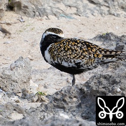夏羽への移行が群れの中で最も進んでいた個体。