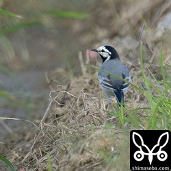 一度は、植えられた稲の間に入ってしまいましたが、一瞬だけ、横顔を見せてくれました。やはりタイワンハクセキレイでした。