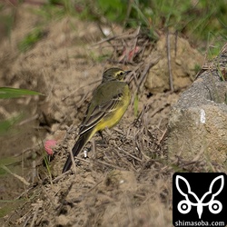 ほぼ夏羽の(キマユ)ツメナガセキレイ。