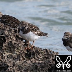 満潮時間帯、岩の上で休憩するキョウジョシギの群れ。