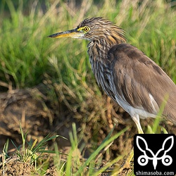 アカガシラサギの第1回冬羽から夏羽へ換羽中。