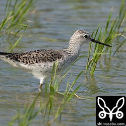 夏羽のコアオアシシギは2羽で飛来。