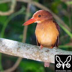 木の枝から地上の獲物を狙います。