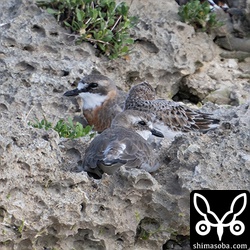 メダイチドリとトウネンの三密状態。