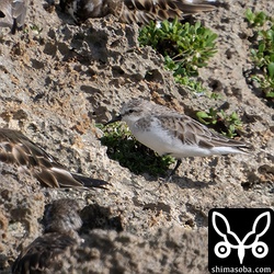まだ冬羽のトウネン。