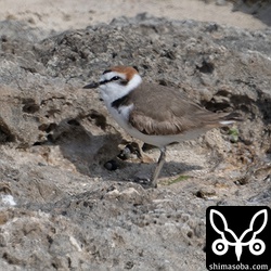 ほぼ夏羽に変わったシロチドリ。