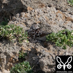 ヨーロッパトウネンを探しますが、トウネンばかりでした。