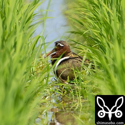 こちらは石垣島の留鳥として繁殖もしているタマシギ。
