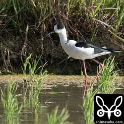 越冬組もいるのですが、場所的におそらく春の渡りでやってきたと思われるセイタカシギのオス。
